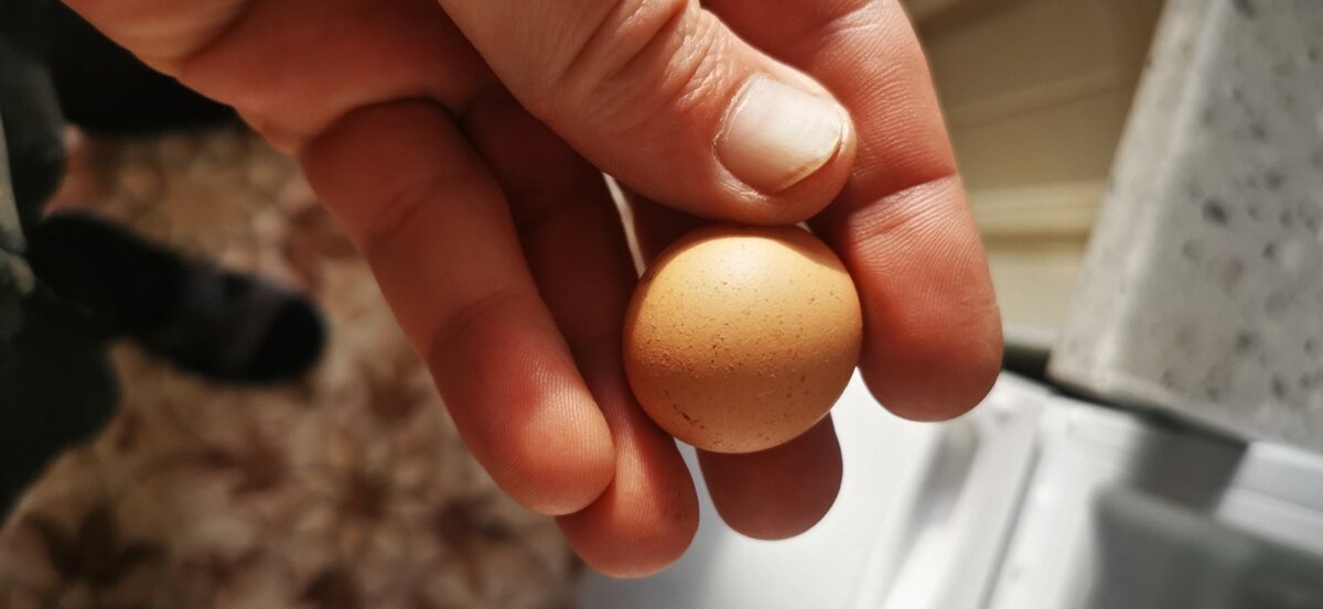 Самое маленькое куриное яйцо от наших кур, которое мы видели