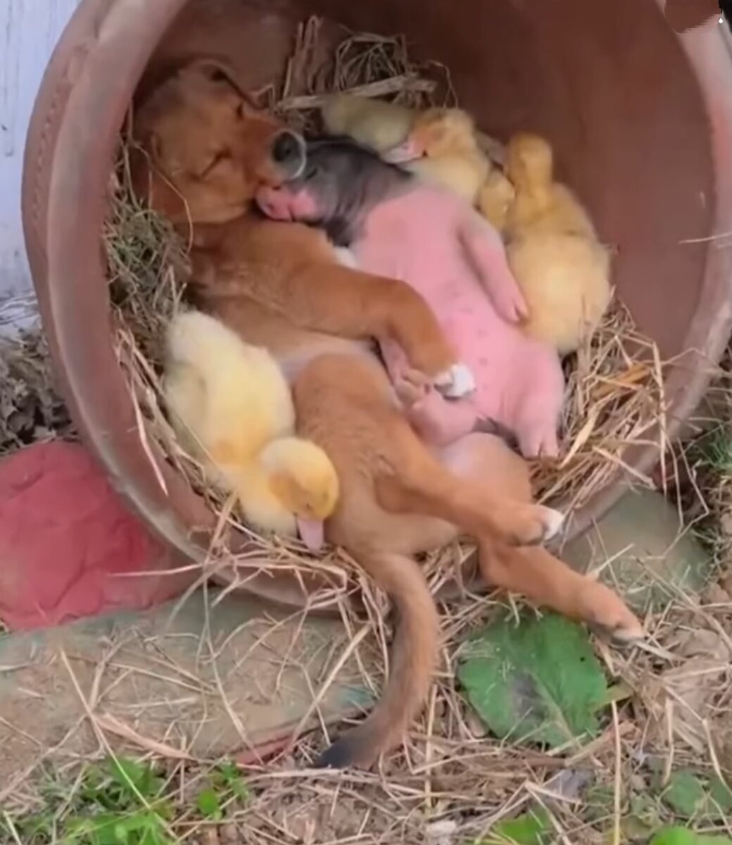 зелёный золотистый ретривер. собаки могут рожать в год. самка собаки. рекордное количество щенков. беременность и роды у собак.