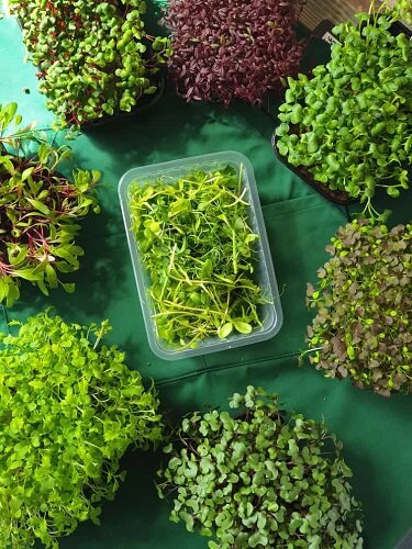 Микрозелень