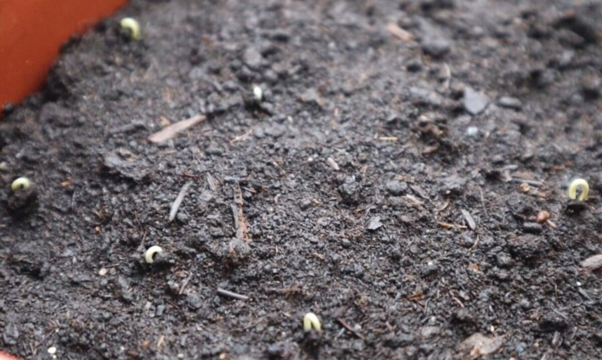 перец сладкий доминатор. что сажать после чего на следующий год. чередование культур в огороде таблица. овощи соседи на грядке таблица. что можно сажать после перца на следующий год.