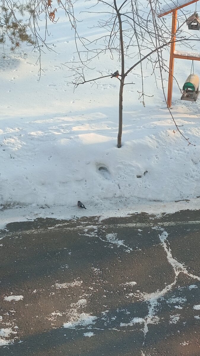 Наша парочка снегирей