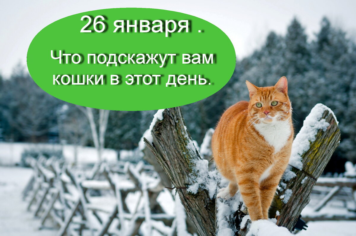 26 января.Что подскажут вам кошки в этот день. Что нельзя делать в этот  день. Заговор на милость начальства. Заговор на приворот. | Бабушка с  мишуткой . | Дзен