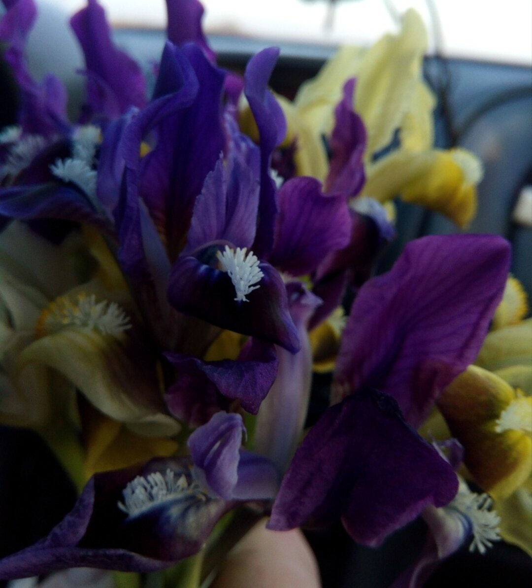 Просто для картинки - дикие ирисы