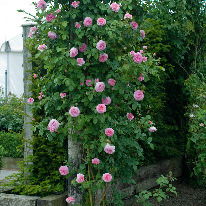 Фото DAVID AUSTIN ROSES 