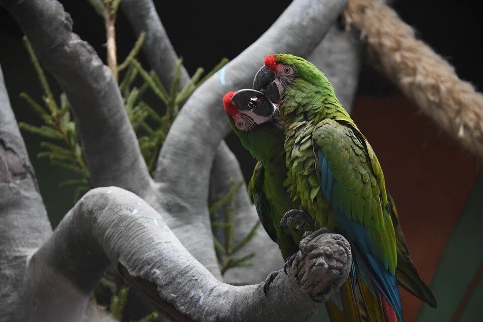 Химеризация. Манеру перенимают. Когда перенимаешь привычки парня. Эмоции в переговорах. Этикет деловых отношений.