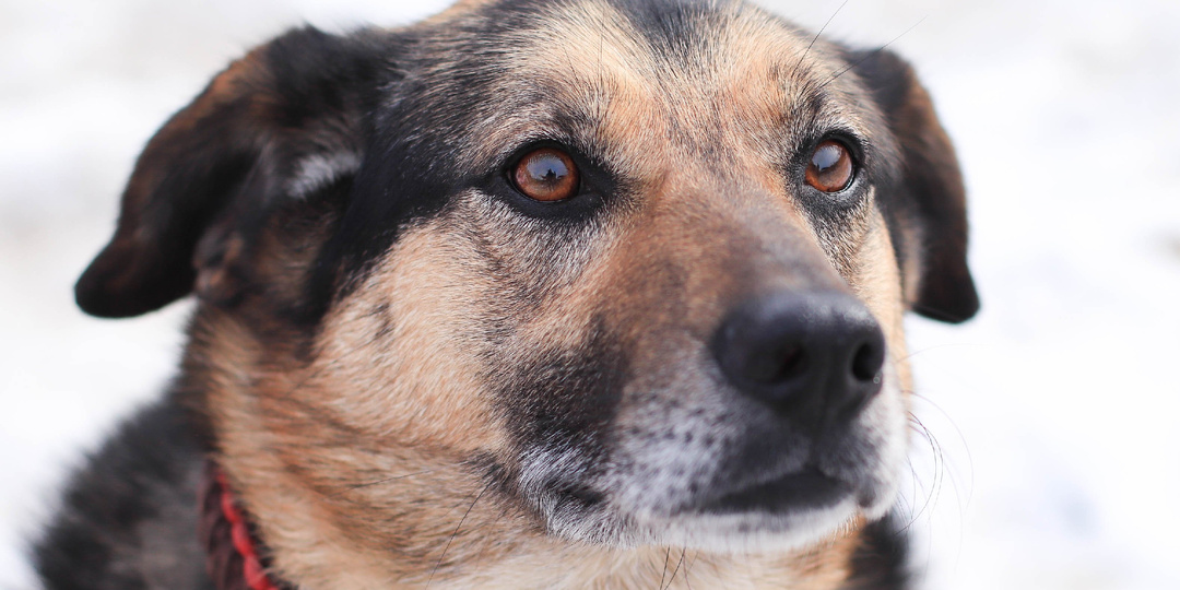 Писали мы о нашем Джонни в прошлом. И казалось бы, ничего не поменялось, только еще один год вырвался из календаря Джонни
