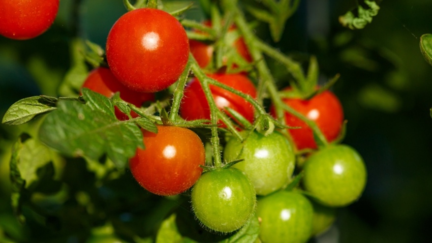 3 года назад агроном посоветовал «урожайные» кистевые сорта томатов! 7 фаворитов (гарантия большого урожая)