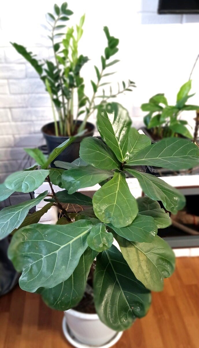 комнатные растения для разных комнат. цветы в интерьере квартиры. фитодизайн в интерьере. растения в интерьере. растения в интерьере.