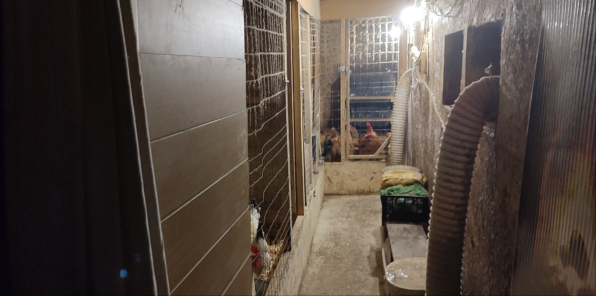 Мой курятник