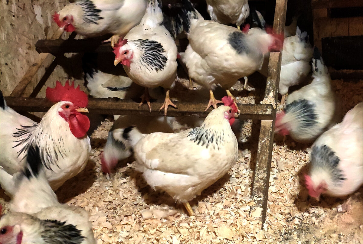 Порода кур Адлерская серебристая