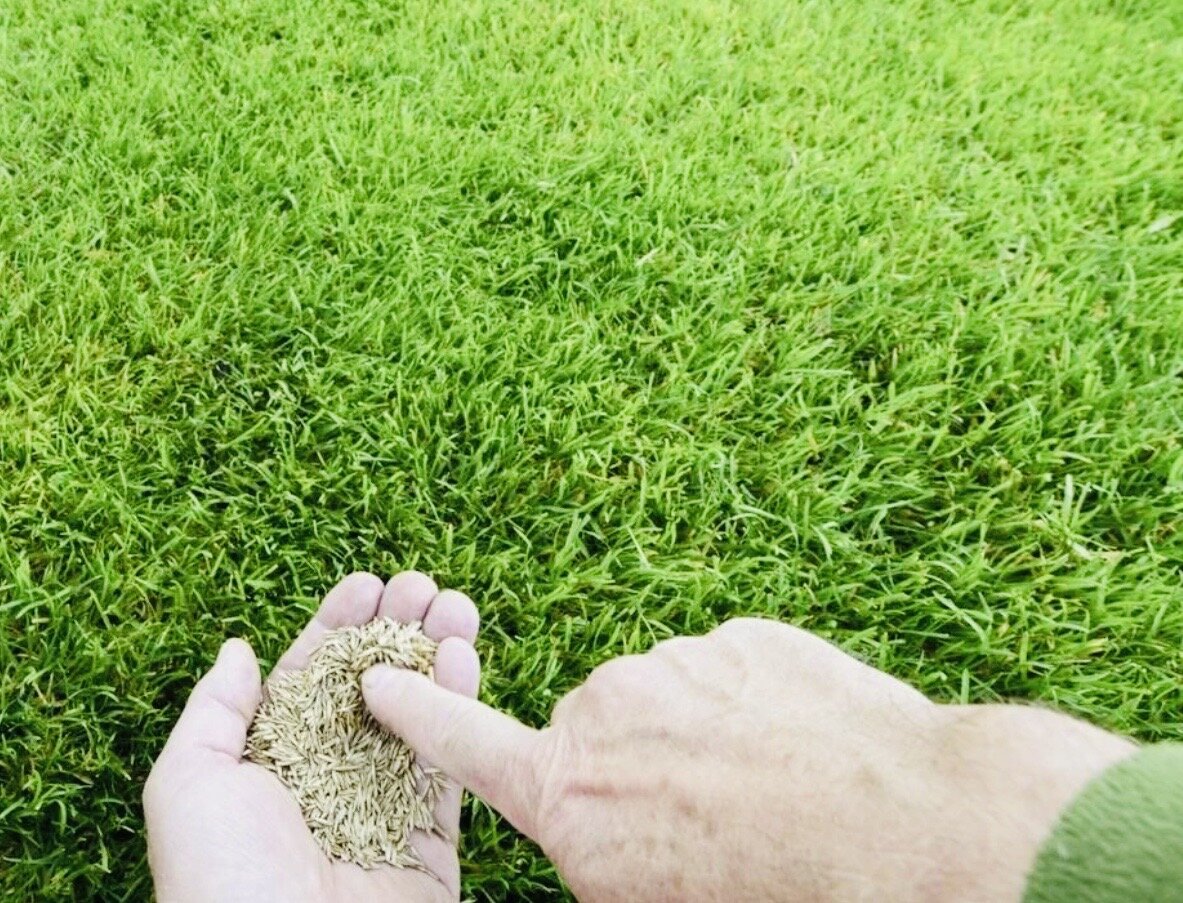 Как сеять газонную траву - как правильно посадить газон своими руками, технология посева