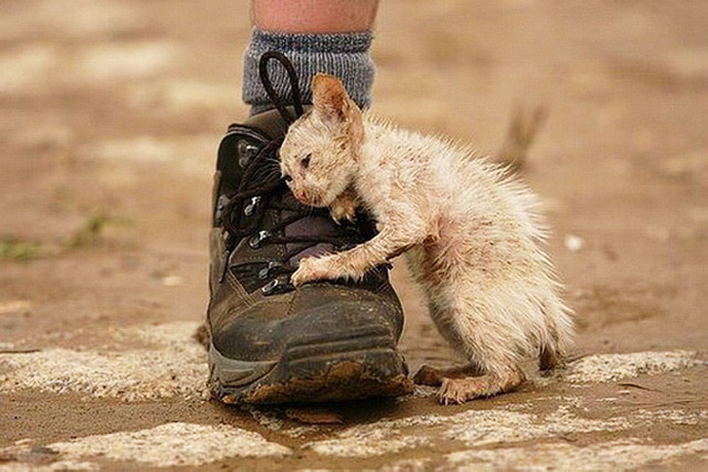 Жалость к другим постепенно исчезает... фото из интернета