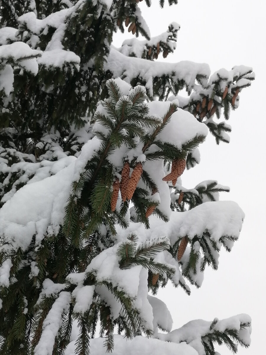 зимнее фото автора.