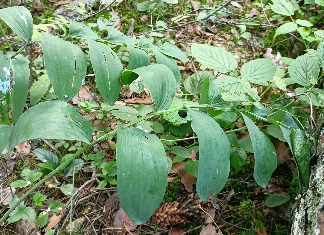 хоста вокруг сосны. цветы под соснами. цветы под соснами. клумба с папоротником и хостой. растения для тенистого сада.