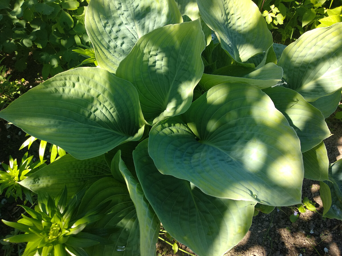 Клевер витязь луговой. Клевер луговой trifolium pratense. Трава с цветами вид подчинительной. Трава с цветами вид подчинительной. Типы подчинительной связи.