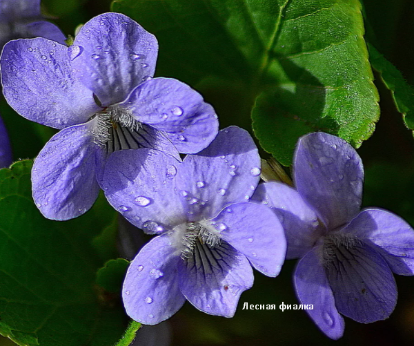 Фиалка лесная. Фото автора