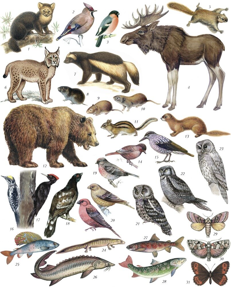 Какие животные обитают в новосибирске. Животные тайги. Животный мир тайги. Животные лесов России. Животные которые жвет в лесу.