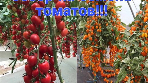 Обзор на неприлично урожайные томаты!!! Обязательно посажу в новом сезоне... #агролагутники