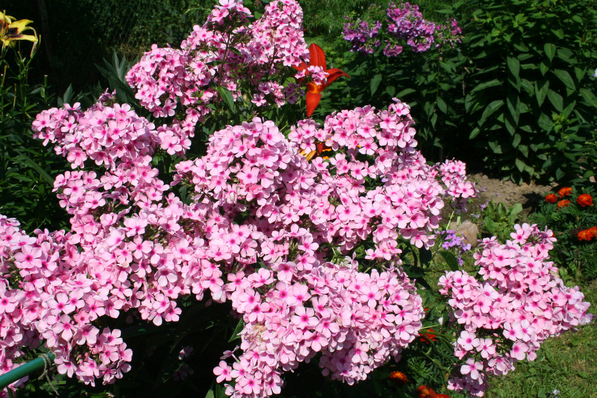 флокс бисер