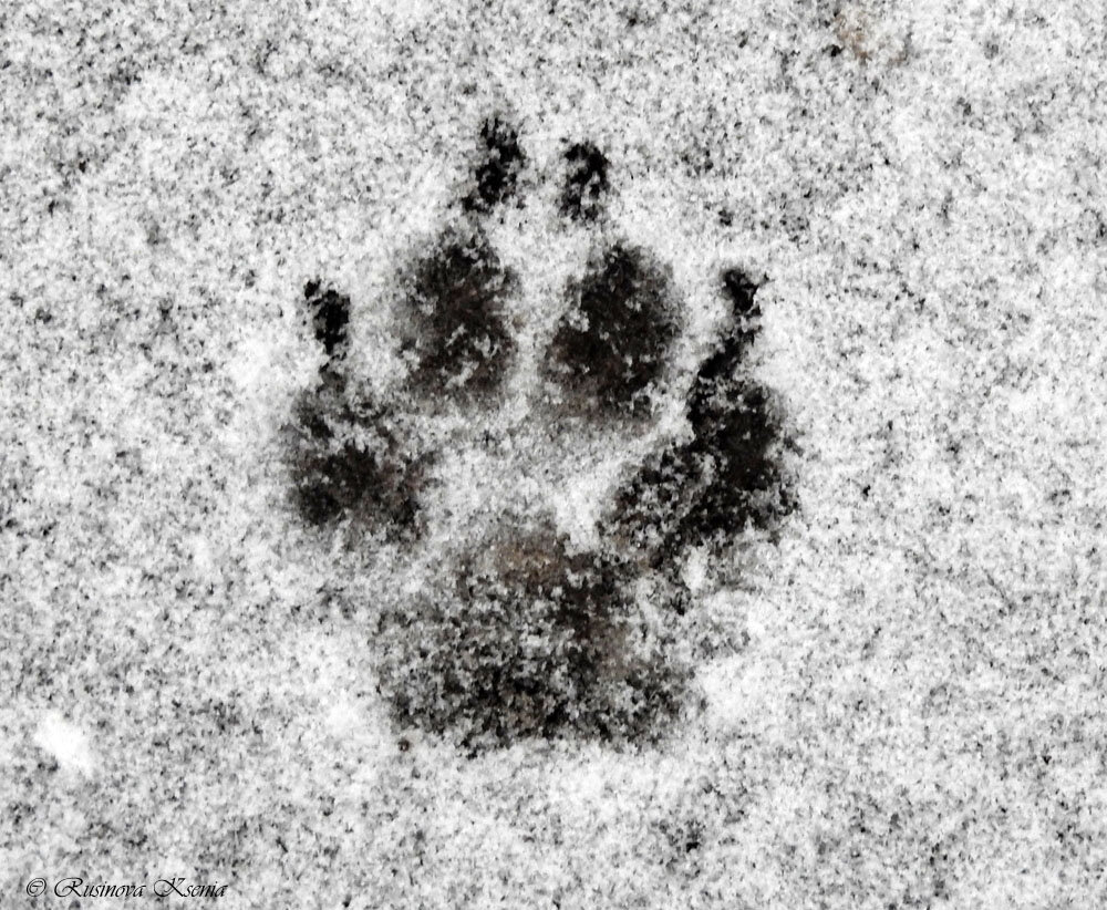 Следы животных на снегу, фото с названиями / Сибирский охотник