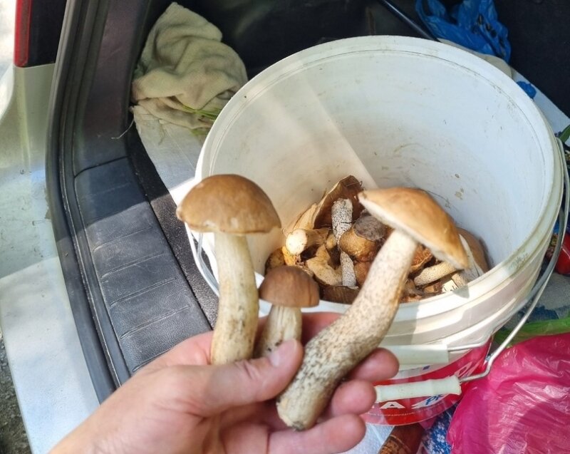 Big mushroom. гдз по русскому языку 10-11 класс гольцова 1 часть. белый гриб сетчатый. медиа гриб. гриб болетус розовый.
