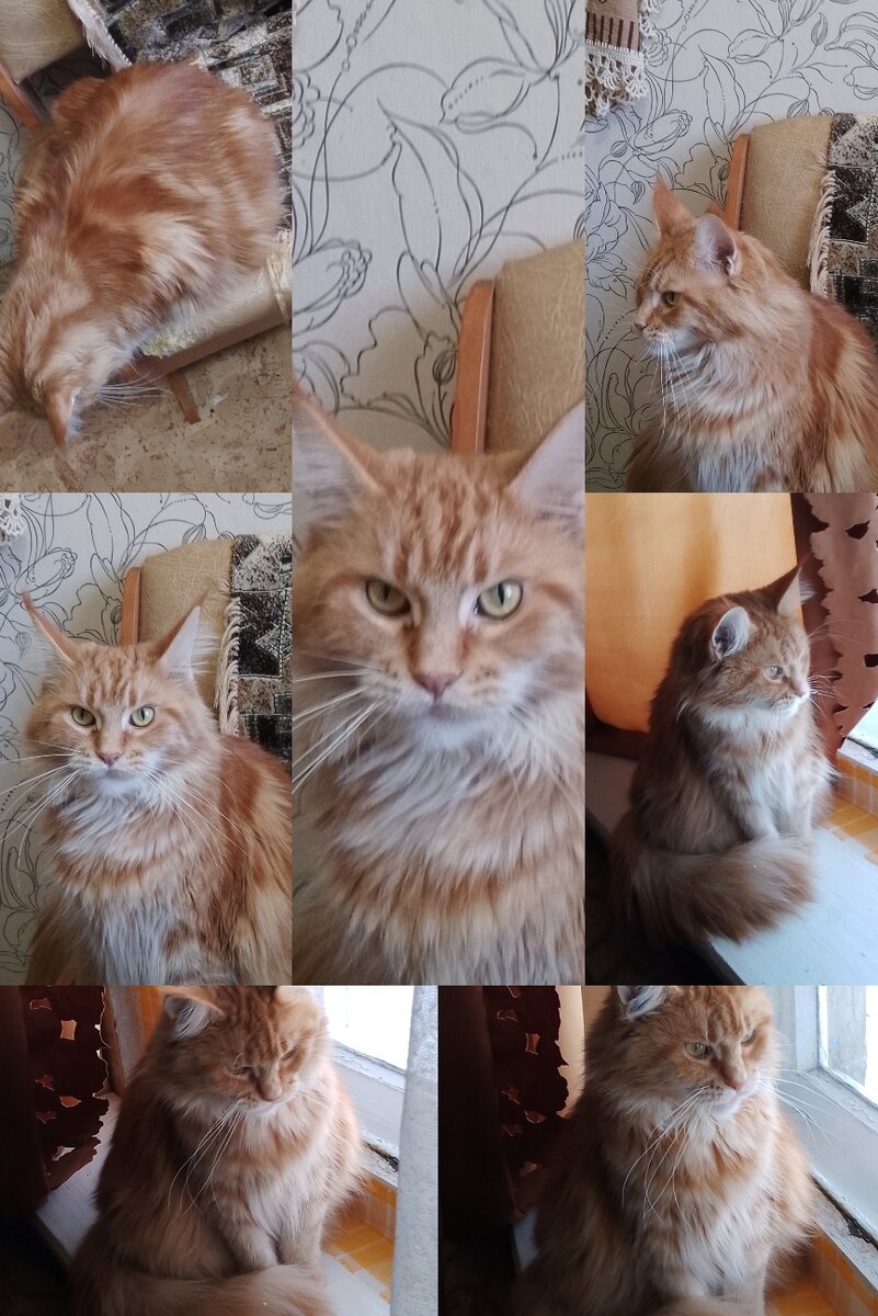 Кошка Амелия, порода мейн- кун. 😻😺😻