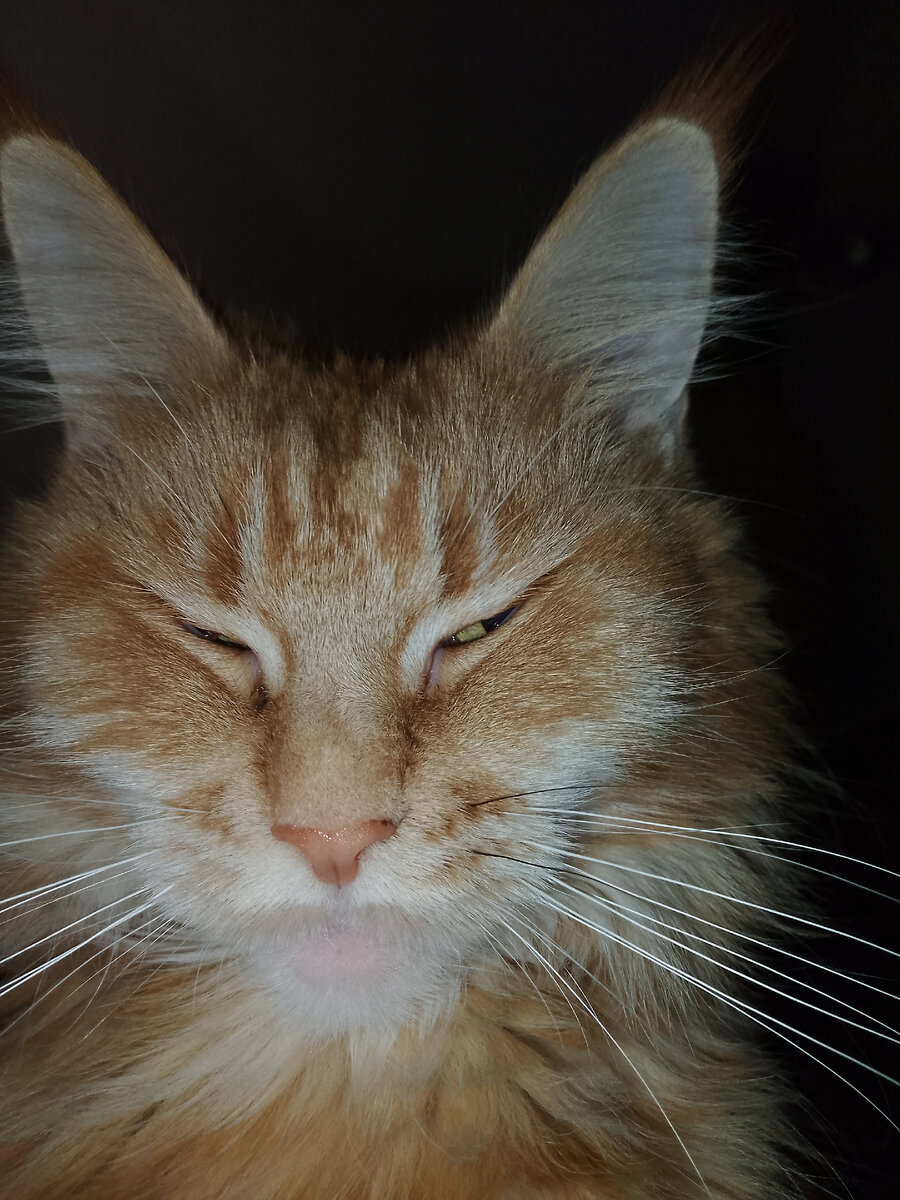 Наша киса утром. 😻😺😻