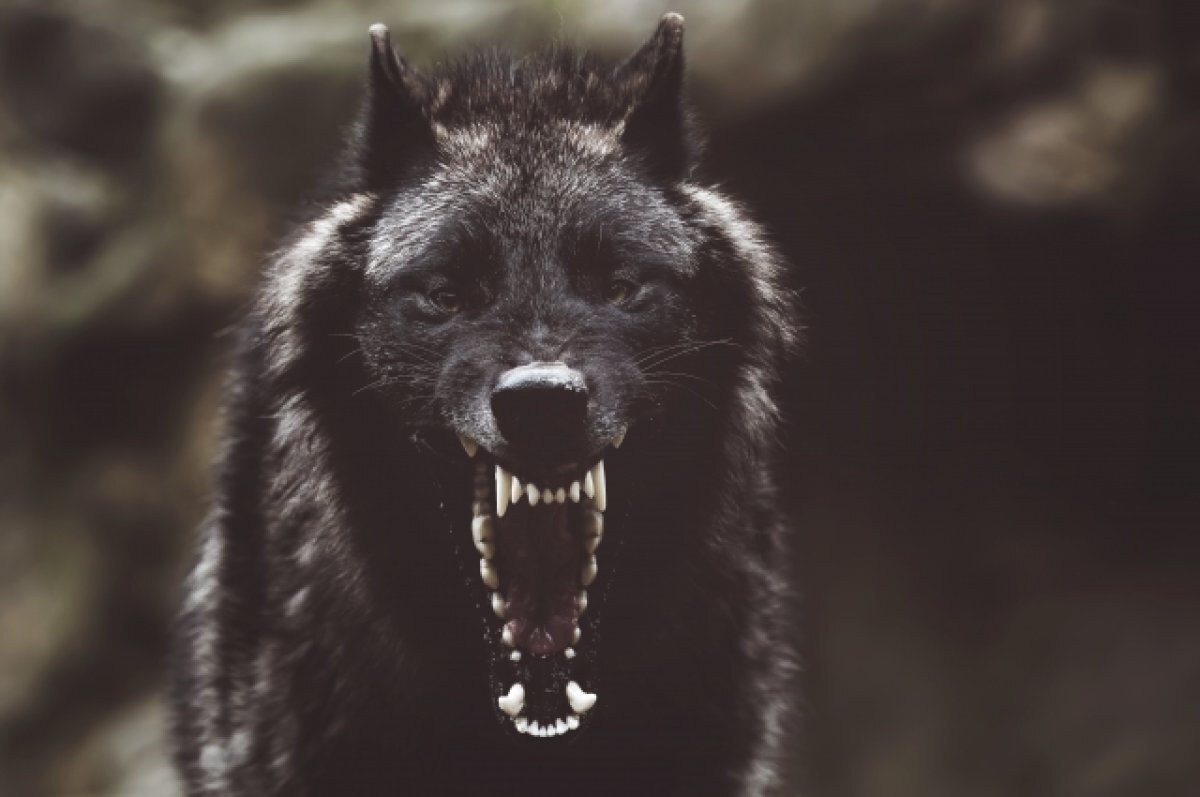    Волки убили человека не в Самарской области, но панику посеяли