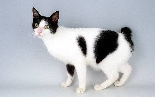  Кошка-хризантема, или японская бобтейл, является одним из самых известных представителей японских пород кошек.-2