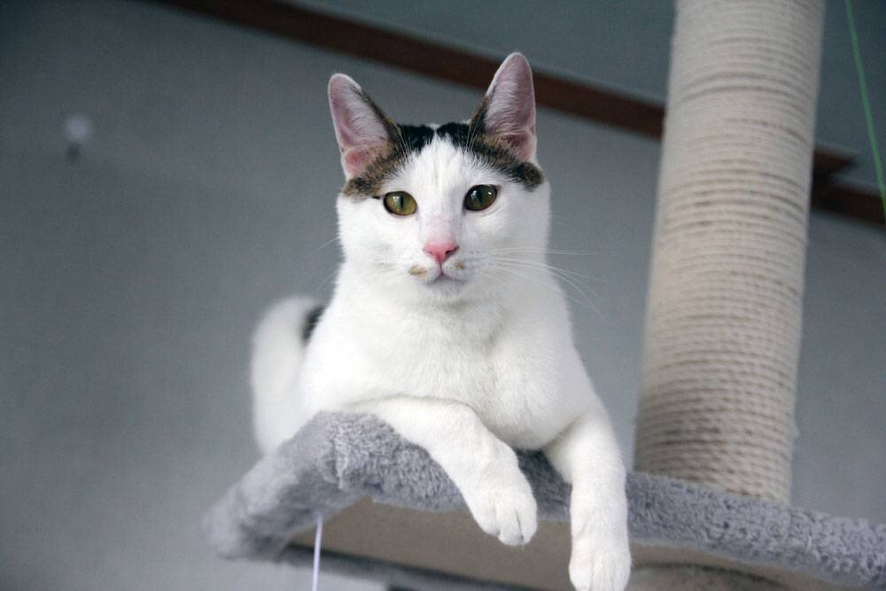  Кошка-хризантема, или японская бобтейл, является одним из самых известных представителей японских пород кошек.