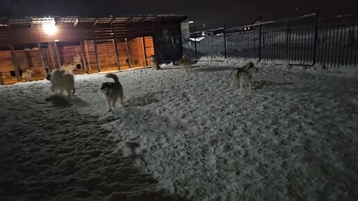 Мало - выпустить стаю, попробуй потом всех по местам рассадить!!!