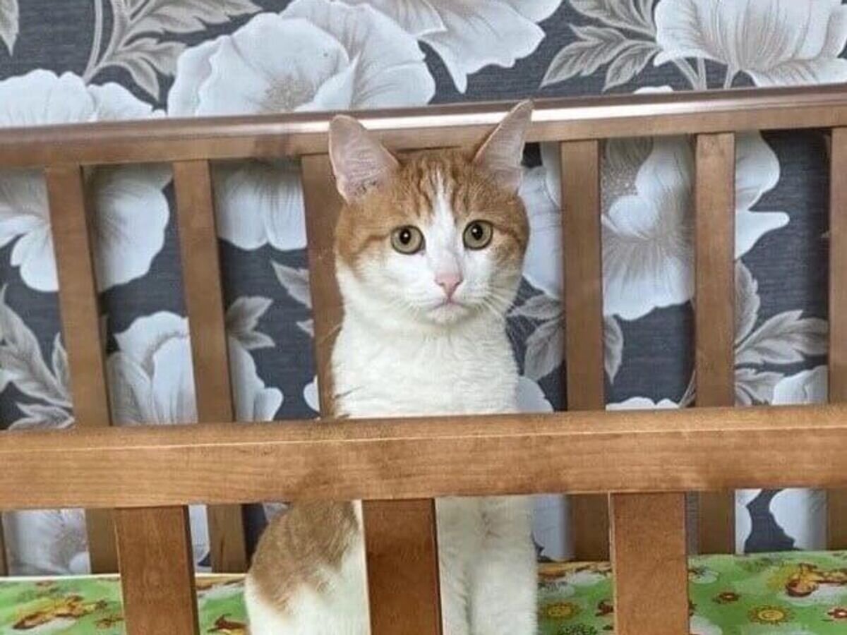    Кот Твикс© Фото : соцсети