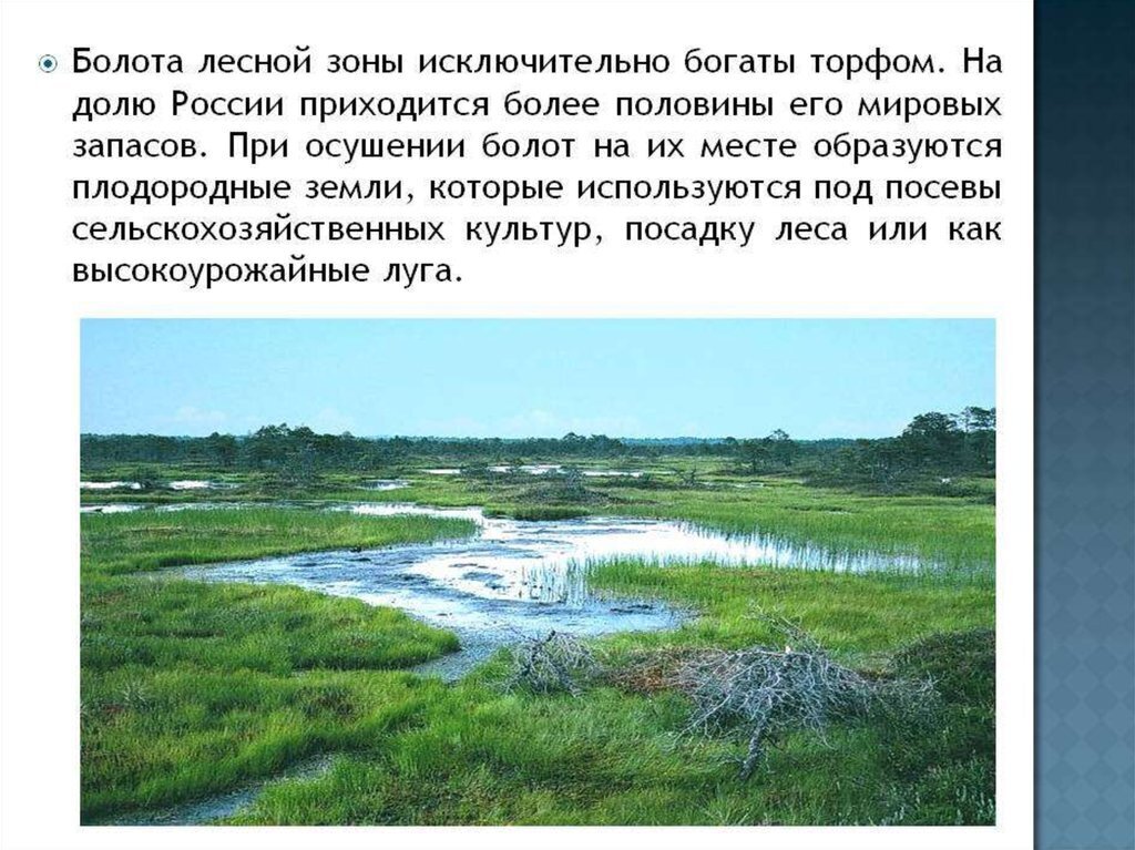 Как раньше называли болото. Доклад про болото. Болота России презентация. Доклад о болоте. Болота доклад.
