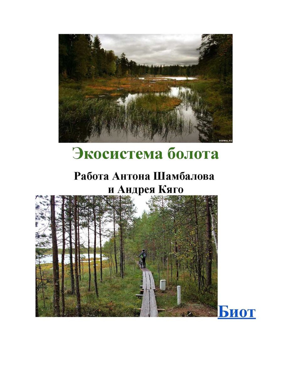 Верховое болото экосистема. Экосистема болота. Топи да болота ударения.