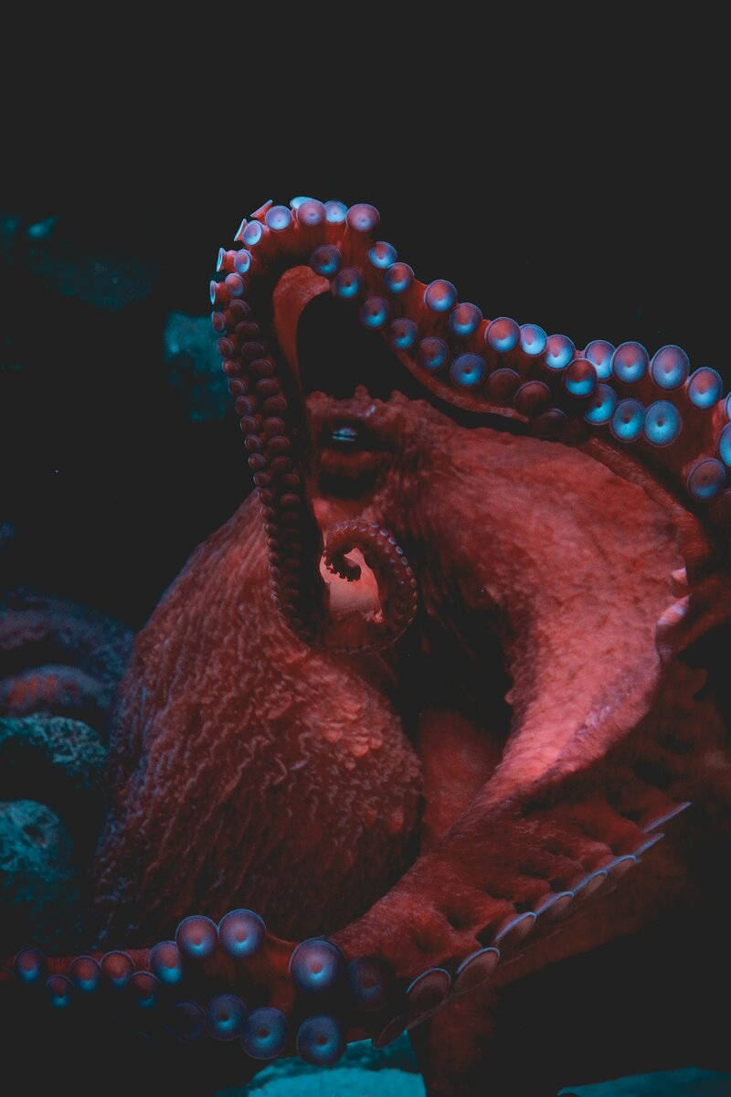 Источник: https://unsplash.com/@sigmund
