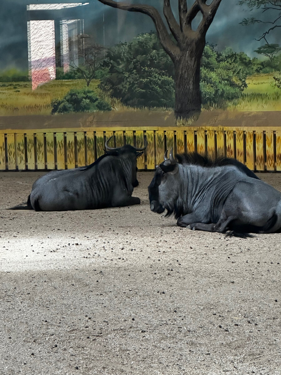 лучше молчать. юмор и любовь два самых мощных болеутоляющих. здесь должен быть текст. плоские шутки. ну нельзя нравится всем подряд.