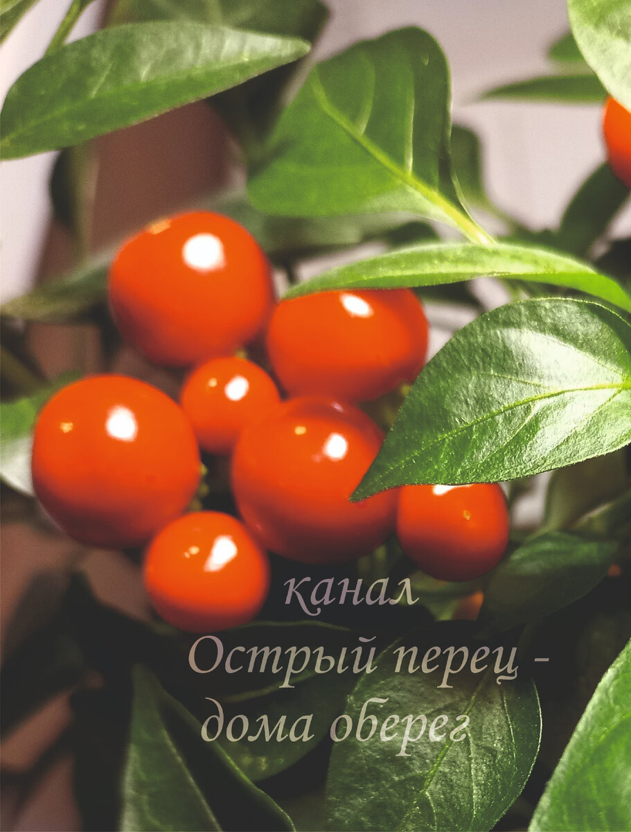 Острый перец «Конфетти» - потрясающе красивый подарочный сорт | Острый ...