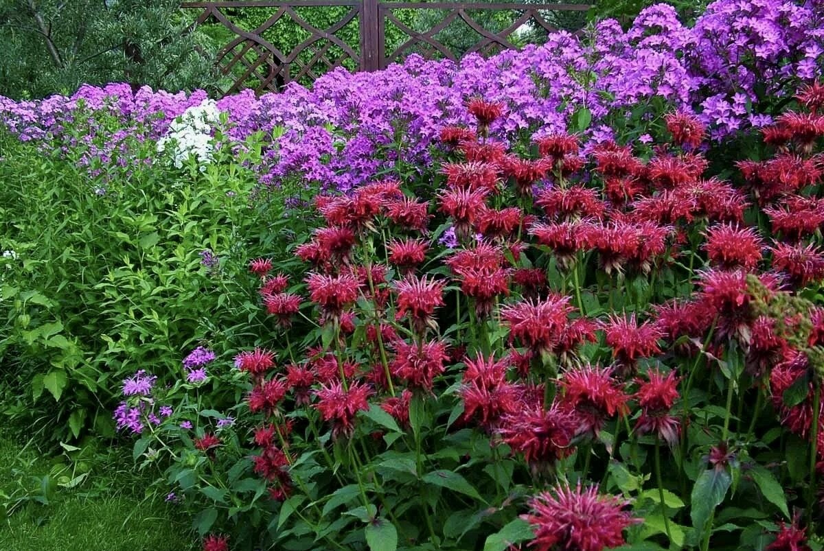 - монарда (monarda «prariebrand». Бергамот монарда рута?. Монарда для чего применяют. Монарда croftway pink. Монарда.