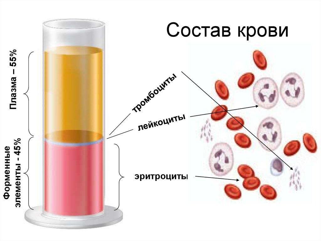 Элементы составляющие кровь