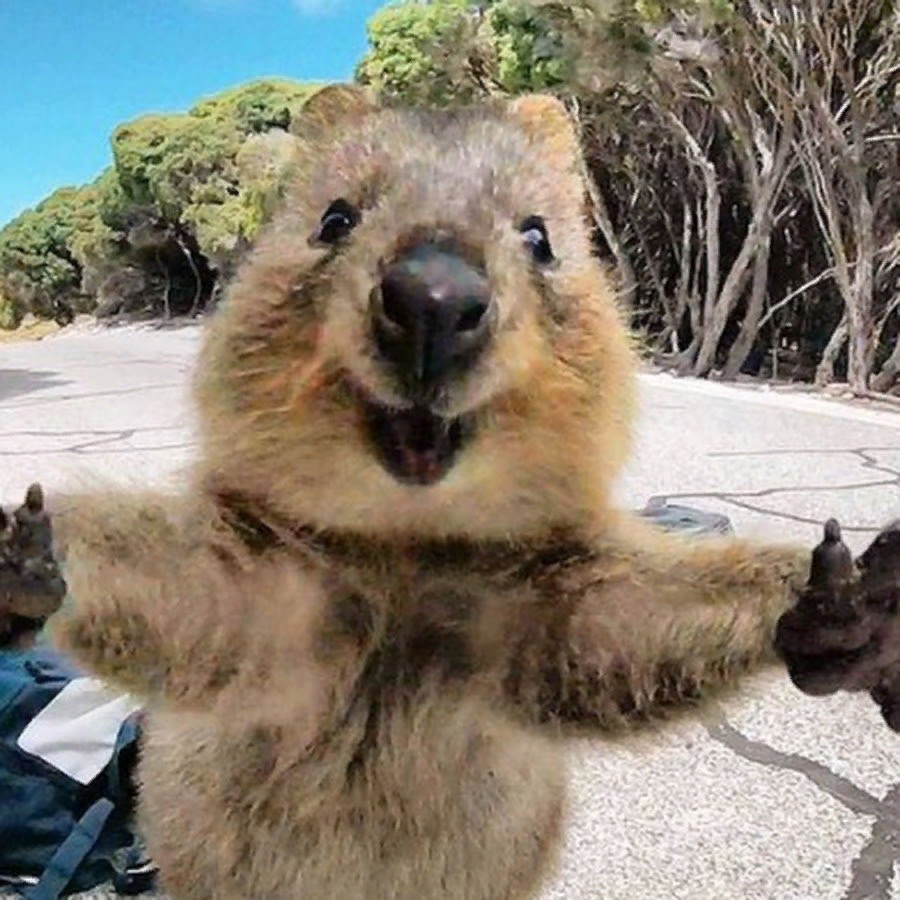 Рассказ как животные питаются. Интересные факты о ежах. Факты о питании животных. Интересные факты о здоровой еде. Интересные факты о питании человека.