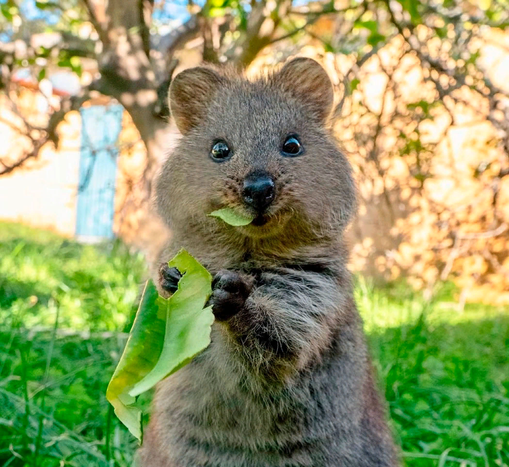 Животные которые скоро вымрут. Животные которые скоро вымрут. Исчезающие виды животных. Животные которые вымерли в 2020 году. Вымершие животные из красной книги.