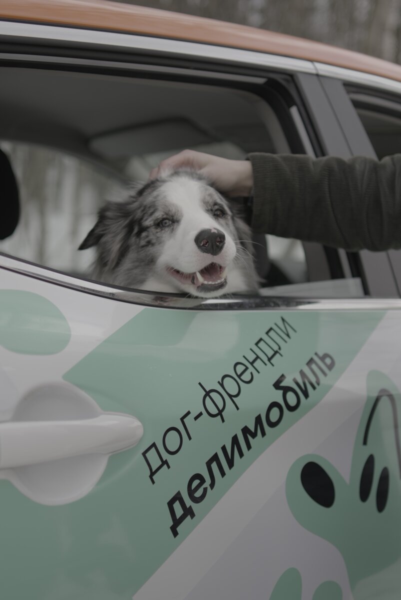 В сервисе Делимобиль можно даже перевозить своих любимых домашних питомцев