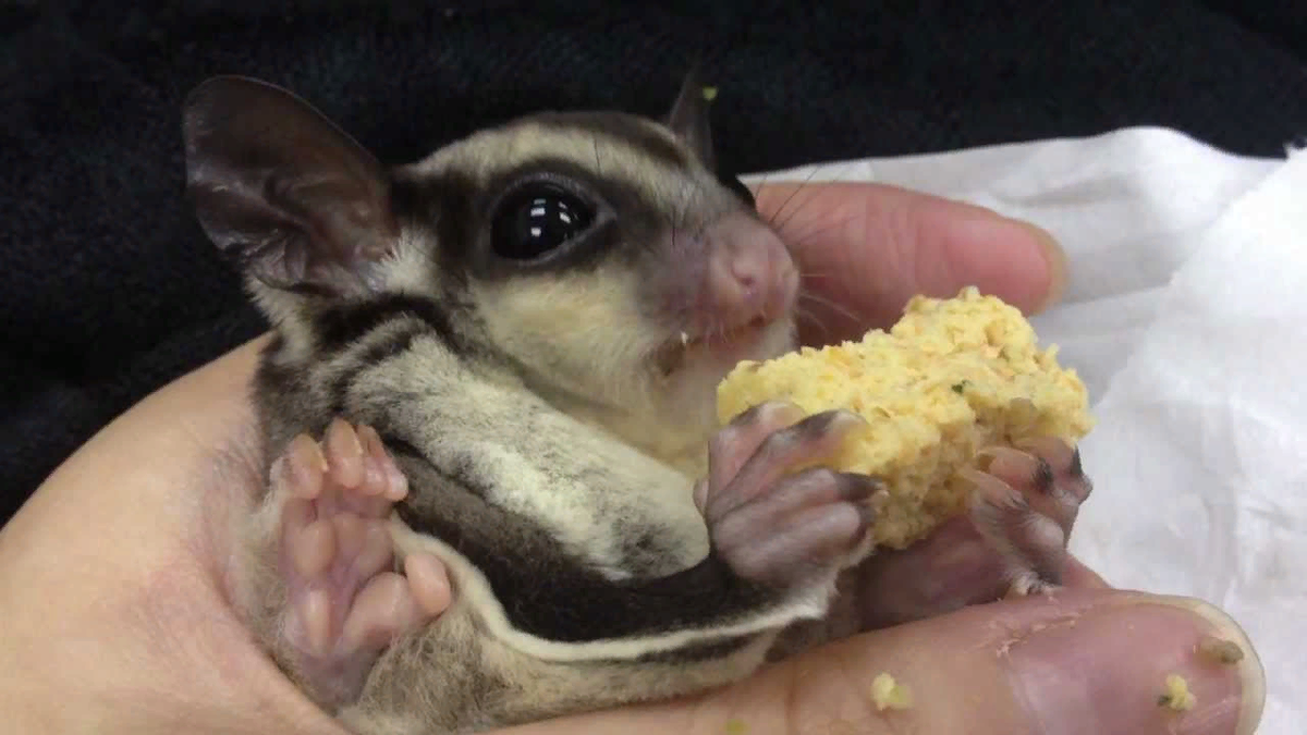 Разные формы слова мы. Мир животных. Царство животные. Животном и жить это разные формы. Живые организмы.