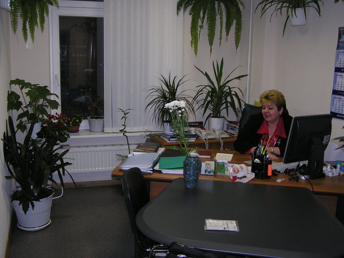 Цветы в моем кабинете на работе, в углу стоит цветок Шефлера, мне очень он нравился.