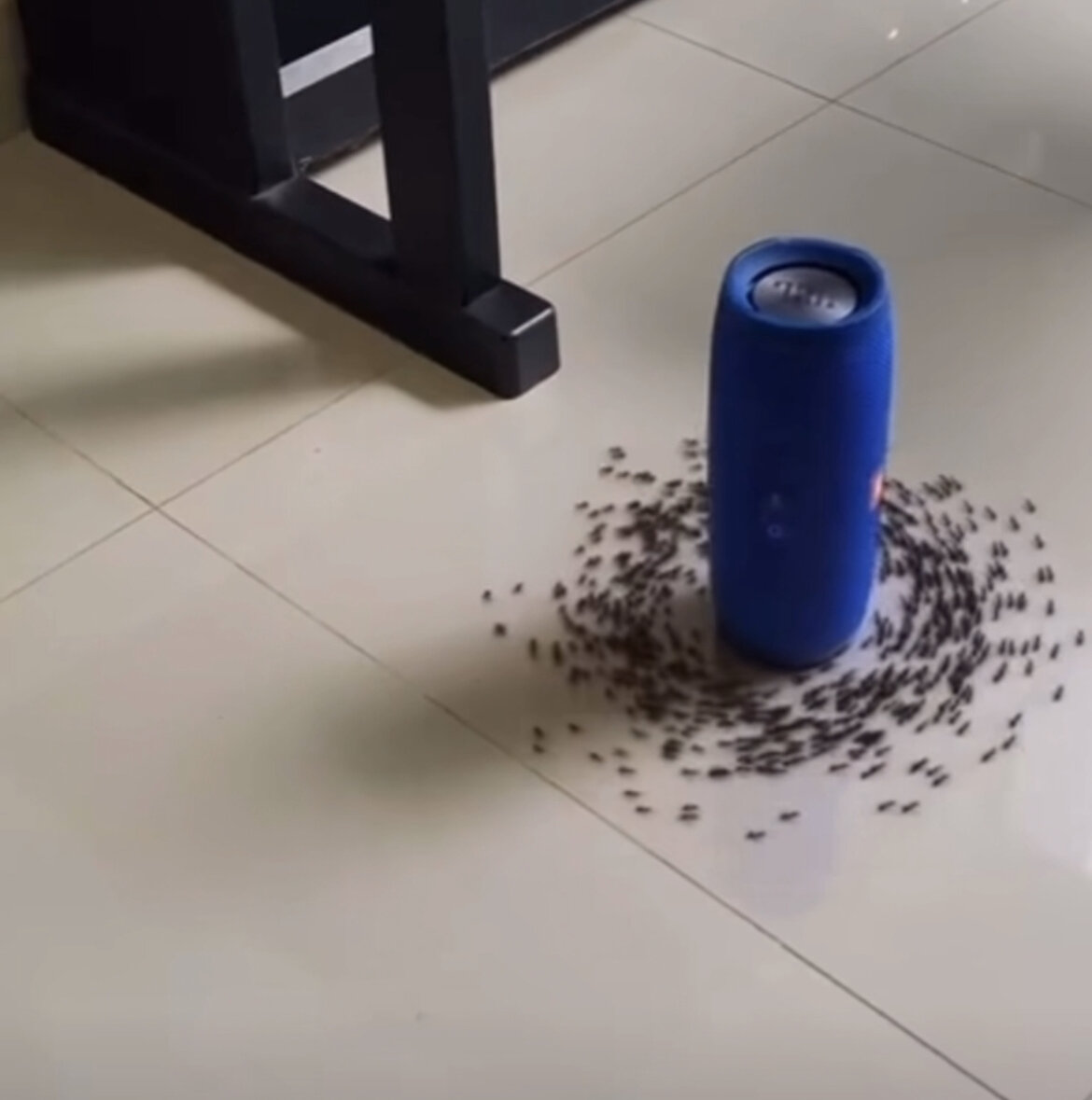 Муравьиный круг за счет магнитного поля образованного звуковой волной 