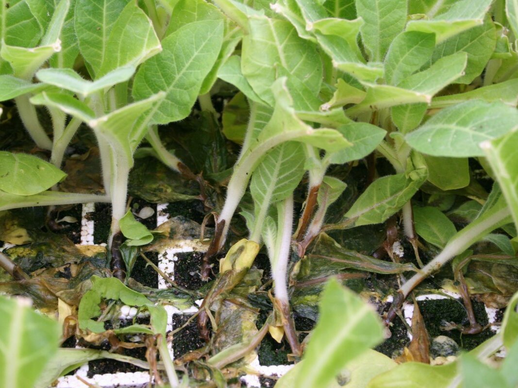 Черная ножка у рассады табака. Фото: botanichka.ru