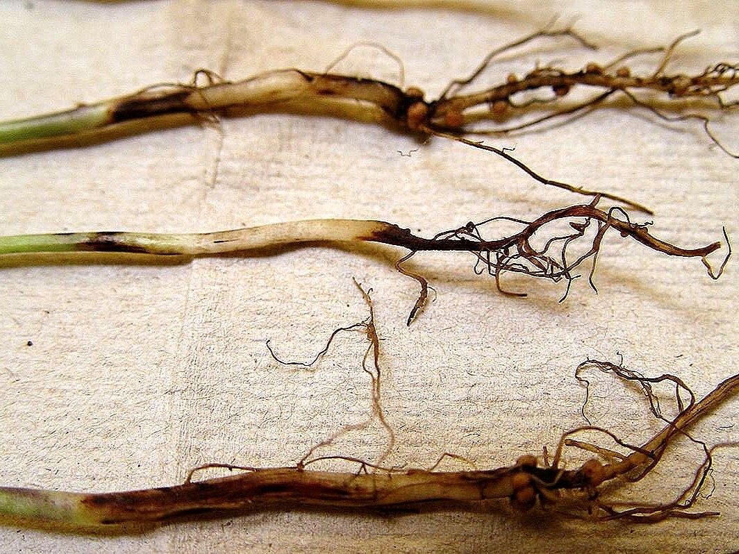 Черная ножка рассады. Фото: sb.by