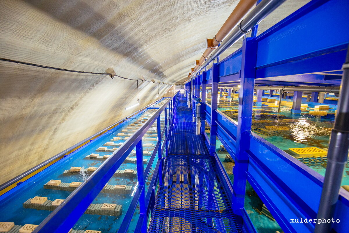 Белая чайка ведьмак 3 где достать. Белая чайка красная книга. Белая чайка дома. Где найти белую чайку. Где найти белую чайку.