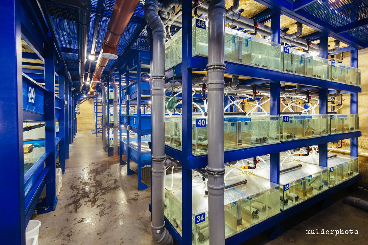 Сталкер зомбированные сталкеры. Бандит торговец сталкер. Три товарища баржа и шутник сталкер зов припяти. Зуб сталкера в subnautica где найти. Мод увиличеный зуб сталкер.