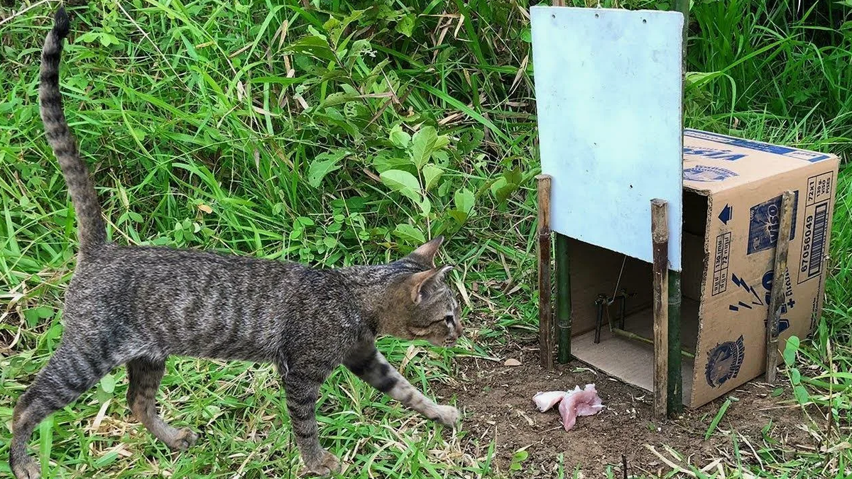 Как приручить котенка с улицы. ЛОВУШКА для дикого кота. ЛОВУШКА для котят